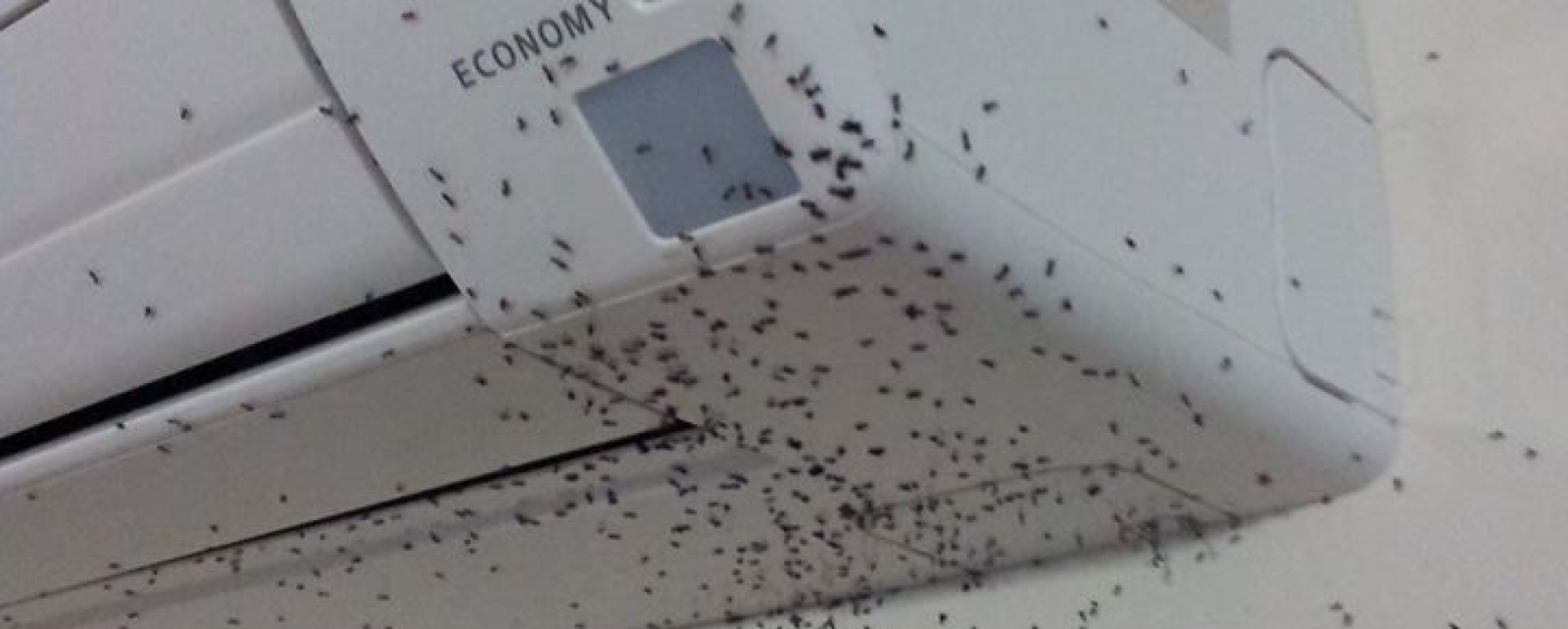 Will pest control get rid of ants, cockroaches, mice and spiders, etc?